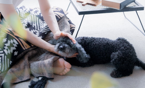 家族と寛ぐ犬